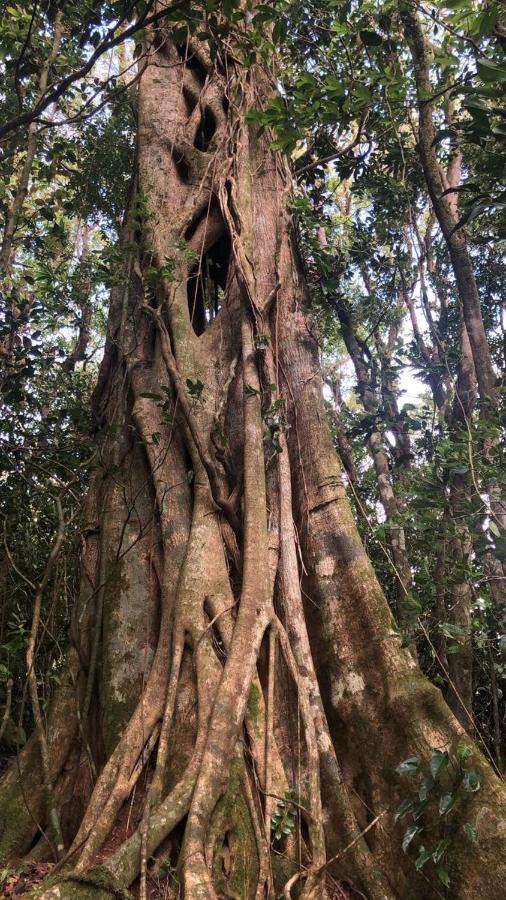 Cantos Del Bosque Monteverde Luaran gambar